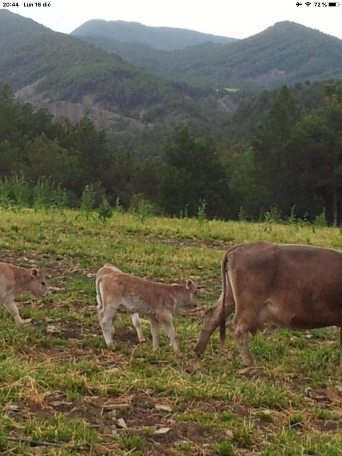 Preciosas Vistas A La Montana, Luminoso Y Acogedor Apartment El Pueyo de Araguás Екстериор снимка